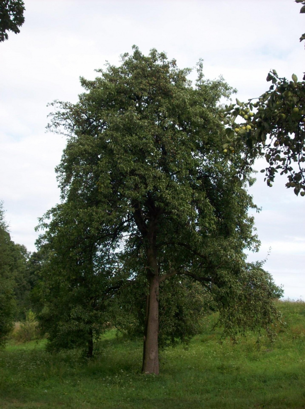 Potężna grusza:)