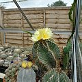 Astrophytum ornatum