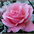 Różyczka od Maxmaks:) Strasznie Dziekuje #kwiaty #prezent #roślinki #róża #urodziny