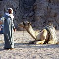Camela,camela... #Egipt #wielbłądy #pustynia