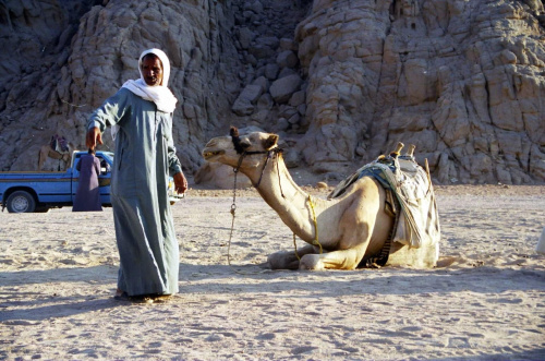 Camela,camela... #Egipt #wielbłądy #pustynia