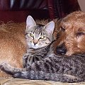 Prawdziwa przyjaźń #psy #koty #pupile #miłość #przyjaźń