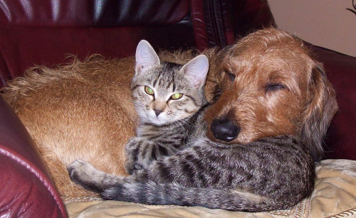 Prawdziwa przyjaźń #psy #koty #pupile #miłość #przyjaźń