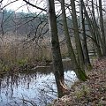 Te drzewa bobry zetną i utworzą tamę na rzece