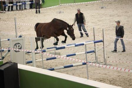 Persja w próbie dzielności polagra Poznań 2010