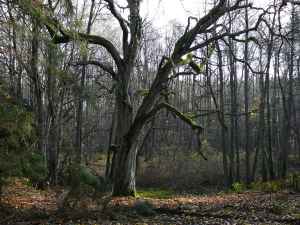 Stare, zmęczone, poskręcane od wiatrów, lecz jeszcze się trzyma