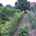 Jeszcze dwa rzędy arkadii