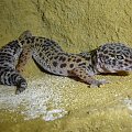 #LeopardGecko #GekonLamparci