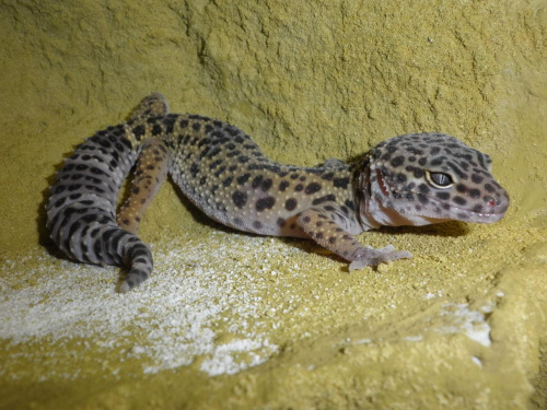 #LeopardGecko #GekonLamparci