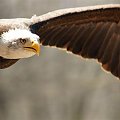 profil bielika #ptaki #orły #BielikAmerykańskiLoty