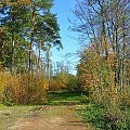Barwy jesieni #esień #drzewa #krajobrazy #przyroda