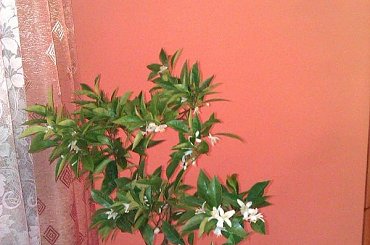 10.12.2010r. #cytrusy