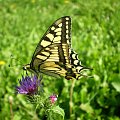 W przerwie ... Paź królowej - Papilio machaon . Data : 21.08.2008. Miejsce : rzeka Obra . Miejscowość : Talary .