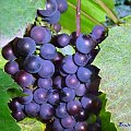 Czarne winogrona #winogrona #owoce #ogród