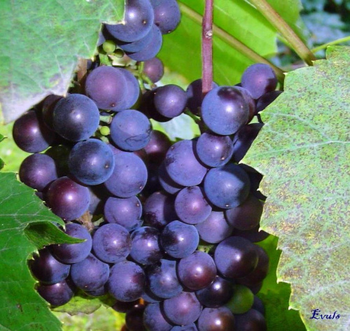 Czarne winogrona #winogrona #owoce #ogród