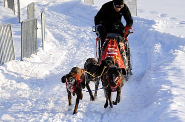 Trening klubu zaprzęgowego Amberdog. Stadion CKiS Pruszcz Gdański. #PsieZaprzęgi #CkisPruszczGdański #PsyZaprzęgowe #IgorTracz #OlgierdTracz #traczer