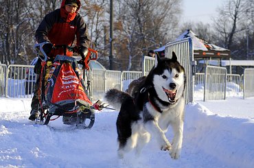 Trening klubu zaprzęgowego Amberdog. Stadion CKiS Pruszcz Gdański. #PsieZaprzęgi #CkisPruszczGdański #PsyZaprzęgowe #IgorTracz #OlgierdTracz #traczer