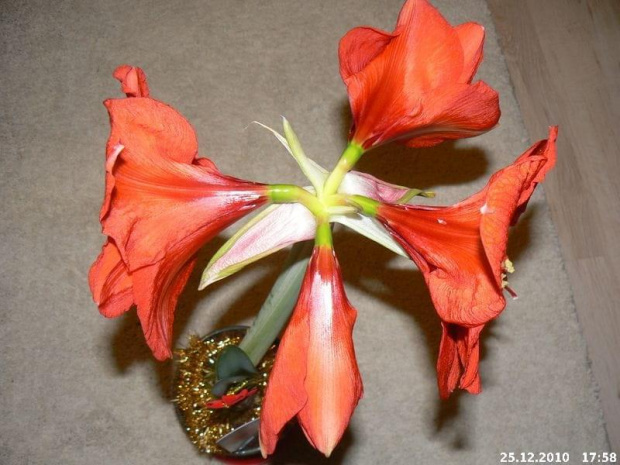 Moje nowe Hippeastrum... czterokwiatowe #Kwiaty