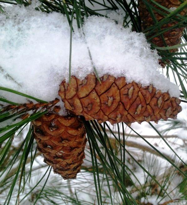 #szyszka #sorux #zima #śnieg #natura #przyroda