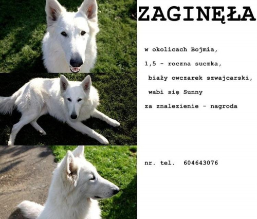 POMOCY!!! #ZaginąłPies #SkradzionoPsa #pies #BiałyOwczarekSzwajcarski