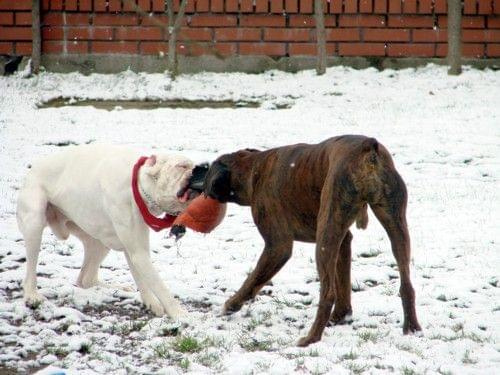 BATON & BIAŁY vel Albin