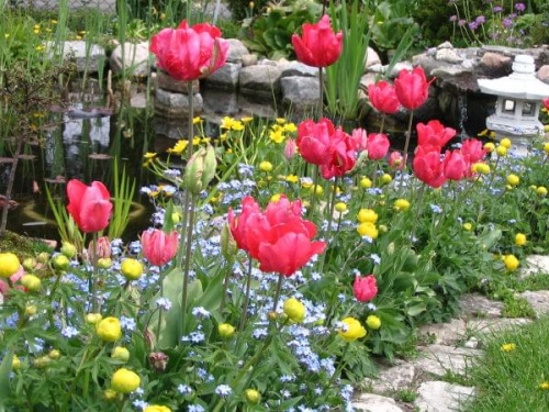 2008, ogród, kwiaty #ogród #kwiaty