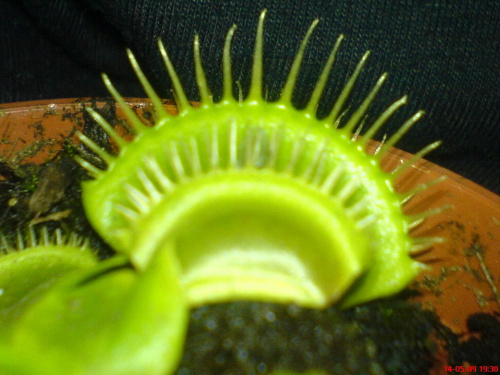 Dionaea Muscipula- Muchołówka #muchołówka #rosiczka