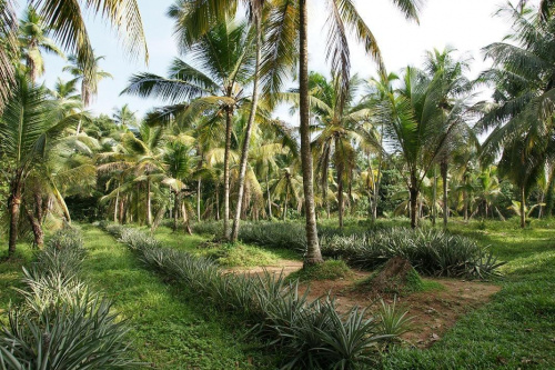 Sri Lanka pola ananasowe