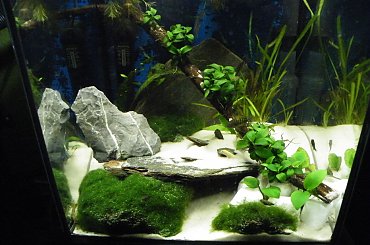 #akwarium #malawi #krewetka #tropheus #bemba #wapień #TłoStrukturalne #tanganika #labidochromis #piasek #DamianGrzybowski #domin