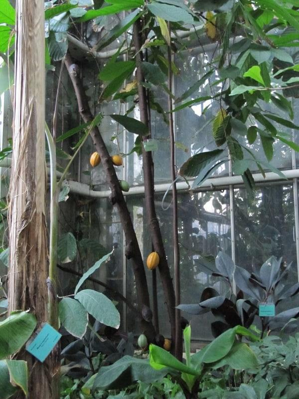 Palmiarnia w Poznaniu - drzewo kakaowca z owocem