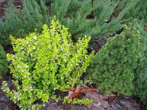 trzmielina i świerk conica