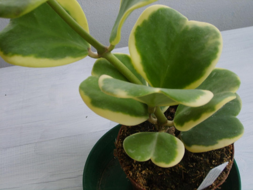 Hoya kerrii f. variegata