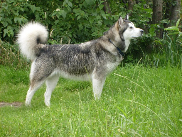 masza z howerli #masza #MaszaZHowerli #AlaskanMalamute