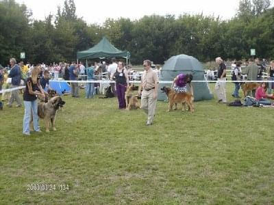 #leonberger #AptekaNatury