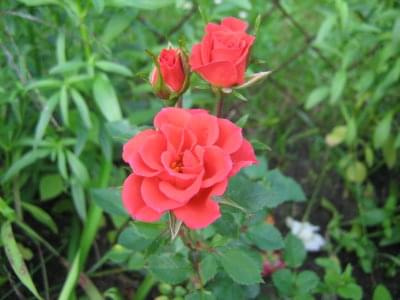 różyczka #różyczka #kwiaty #ogródek #róźe