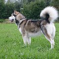 masza z howerli #AlaskanMalamute #MaszaZHowerli