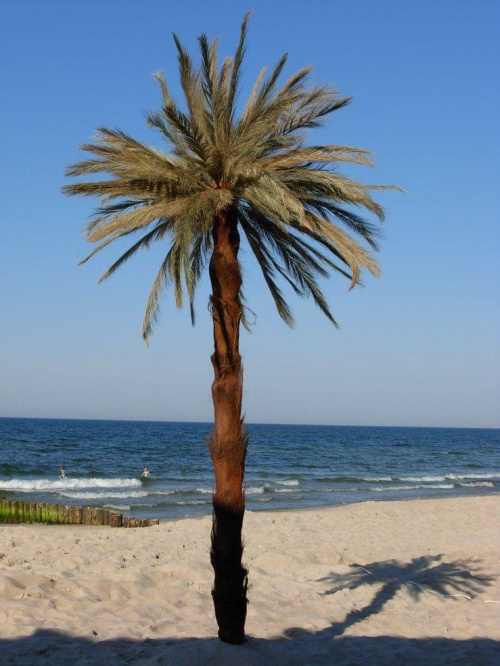 www.sztucznepalmy.pl #palmy #palma #sztuczne #drzewa