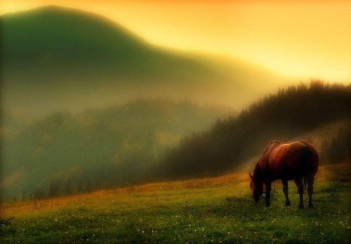 poranek w Czarnohorze #góry #WschodySłońca #konie #KrajobrazyIPrzyroda #miejsca