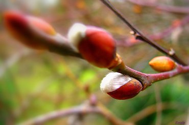 Bazie 17.12.2008 #ogród #bazie #grudzień