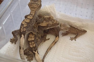 #RhacodactylusCiliatus #CrestedGecko #GekonOrzęsiony