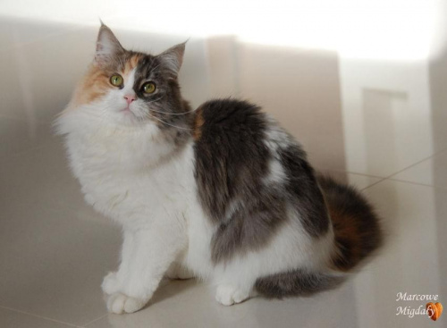 Olivka Marcowe Migdały*PL - 9,5 miesiąca - kotka syberyjska