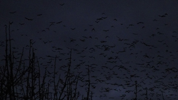 Wielkie stado ptaków po zmierzchu #ptaki #zima #wieczór #Śląskie #Racibórz