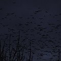 Wielkie stado ptaków po zmierzchu #ptaki #zima #wieczór #Śląskie #Racibórz