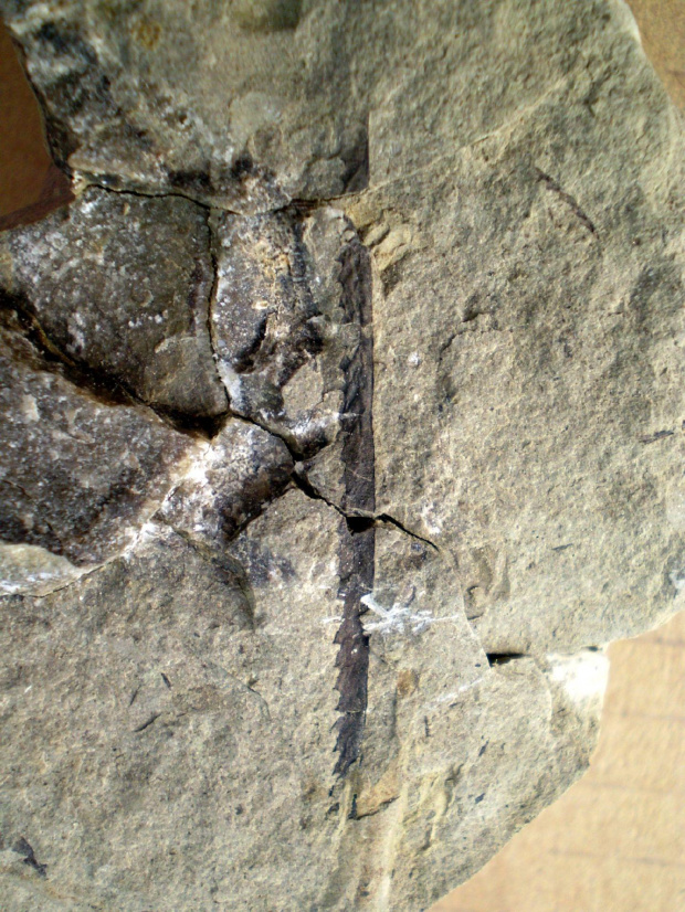Graptolit Monograptus sp. Długość osobnika - 4 cm . Wiek : dolny sylur - dolny dewon . Data znalezienia : 2004