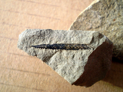 Graptolit . Długość osobnika - 2,1 cm . Wiek - ? Data znalezienia : 2006 .