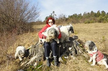 #PON #PolskiOwczarekNizinny #Szczeniaki #Hodowla #AmaCanem #Zawiercie #szczenięta #rodowod