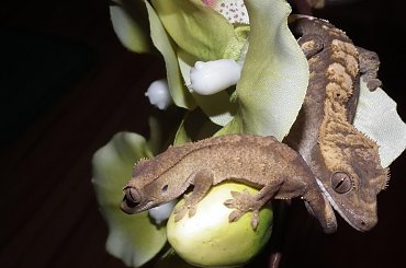 #RhacodactylusCiliatus