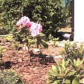 wiosna, 1 rok działki zaczynam zakwitł mi rododendron ale jak na razie tylko jeden