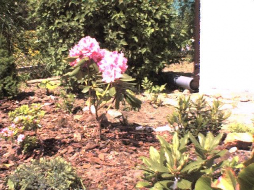 wiosna, 1 rok działki zaczynam zakwitł mi rododendron ale jak na razie tylko jeden