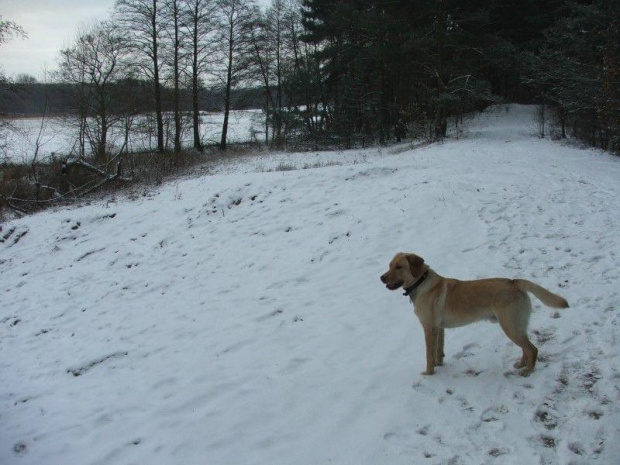 moja rzeczka zamarzła? :) #psy #labrador #las #wieś